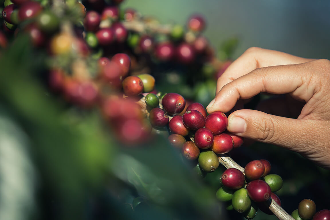 hands that are picking coffee beans